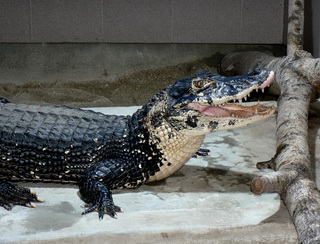 Fotogalerie Krokodýlí ZOO foto č. 2