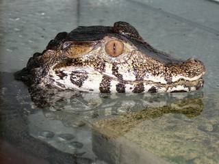Fotogalerie Krokodýlí ZOO foto č. 3