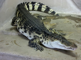 Fotogalerie Krokodýlí ZOO foto č. 4